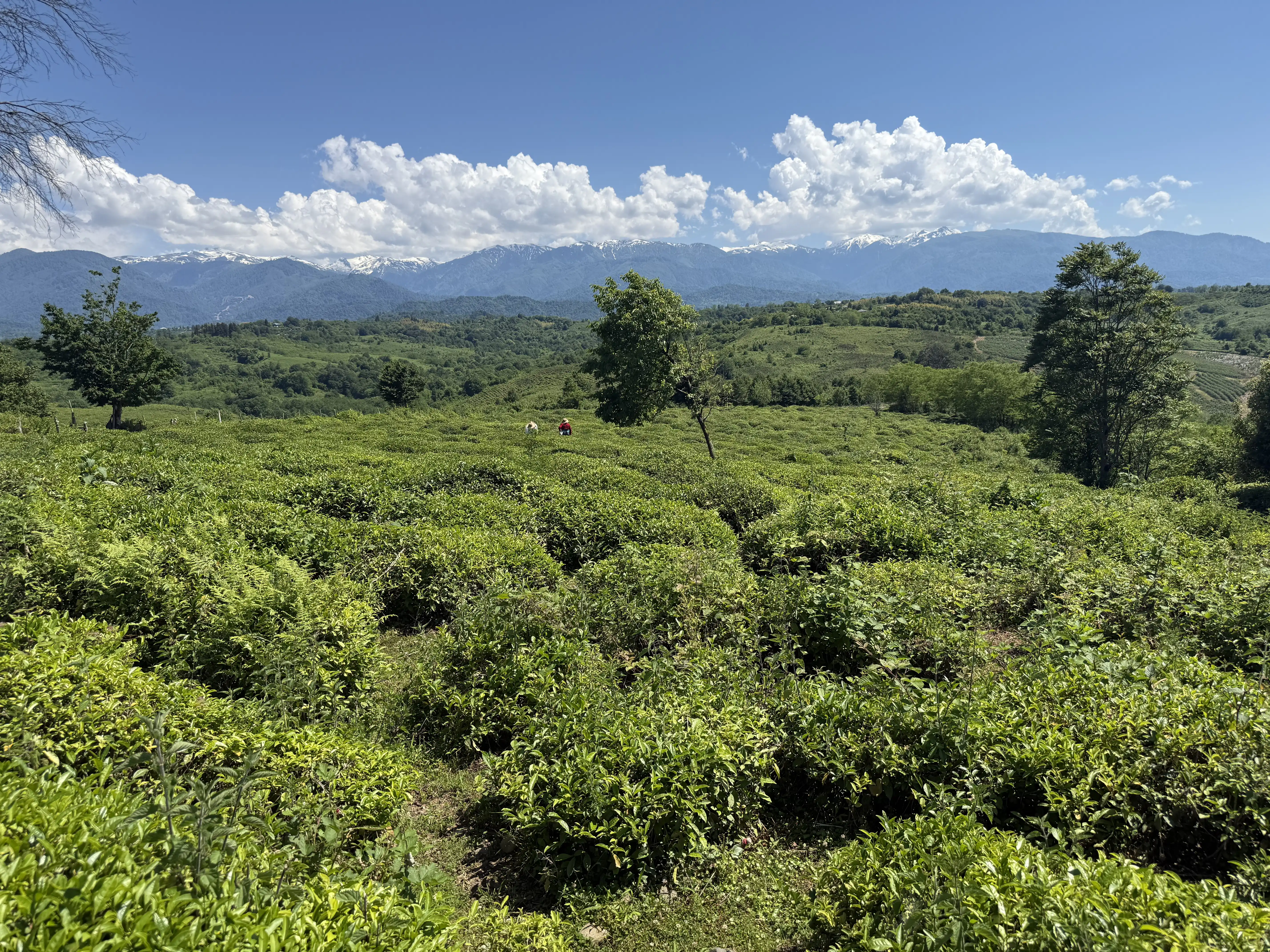 Georgian tea plantation